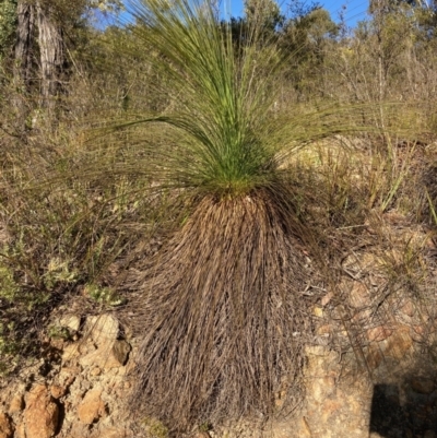 Xanthorrhoea glauca subsp. angustifolia (Grey Grass-tree) at Cotter River, ACT - 5 Aug 2023 by NickiTaws