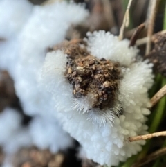 Chromelosporium/Ostracoderma sp. at Tidbinbilla Nature Reserve - 9 Aug 2023 by AJB