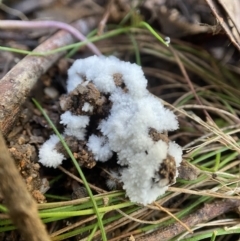 Chromelosporium/Ostracoderma sp. at Tidbinbilla Nature Reserve - 9 Aug 2023