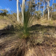 Xanthorrhoea glauca subsp. angustifolia (Grey Grass-tree) at Lower Cotter Catchment - 5 Aug 2023 by NickiTaws