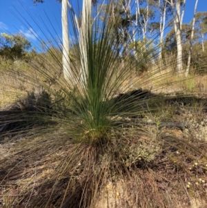 Xanthorrhoea glauca subsp. angustifolia at Cotter River, ACT - 5 Aug 2023