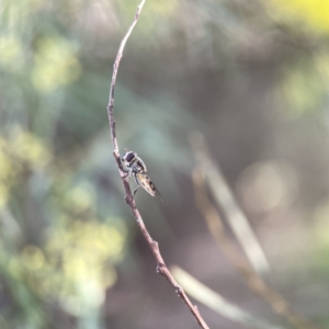 Syrphini sp. (tribe) at Watson, ACT - 9 Aug 2023