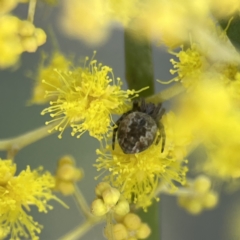 Salsa fuliginata (Sooty Orb-weaver) at Watson Green Space - 9 Aug 2023 by Hejor1