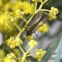 Chironomidae (family) (Non-biting Midge) at Watson, ACT - 9 Aug 2023 by Hejor1
