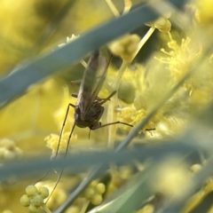 Chironomidae (family) at Watson, ACT - 9 Aug 2023