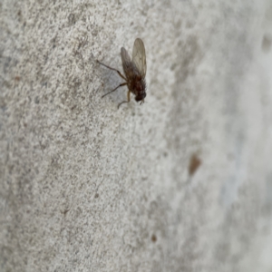 Muscidae (family) at Watson, ACT - 9 Aug 2023 03:36 PM