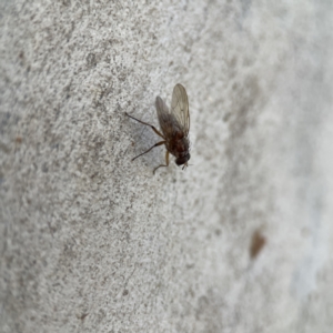 Muscidae (family) at Watson, ACT - 9 Aug 2023