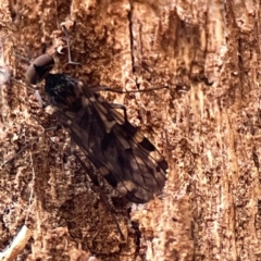 Sylvicola dubius (Wood-gnat) at Watson, ACT - 9 Aug 2023 by Hejor1