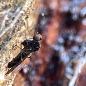 Sylvicola dubius at Watson, ACT - 9 Aug 2023