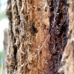 Sylvicola dubius at Watson, ACT - 9 Aug 2023