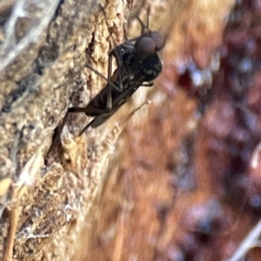 Sylvicola dubius at Watson, ACT - 9 Aug 2023