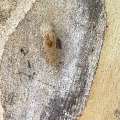 Ledromorpha planirostris (A leafhopper) at Watson Green Space - 9 Aug 2023 by Hejor1