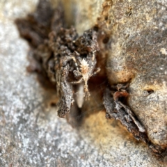 Stenolemus sp. (genus) (Thread-legged assassin bug) at Watson Green Space - 9 Aug 2023 by Hejor1