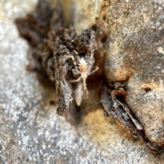 Stenolemus sp. (genus) (Thread-legged assassin bug) at Watson, ACT - 9 Aug 2023 by Hejor1