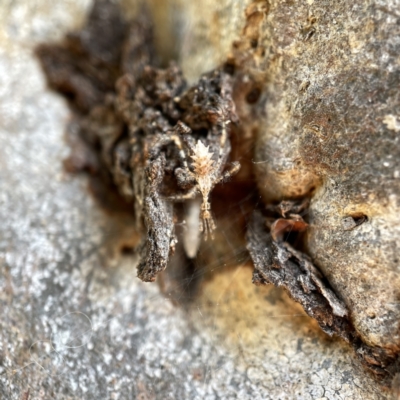 Stenolemus sp. (genus) (Thread-legged assassin bug) at Watson Green Space - 9 Aug 2023 by Hejor1