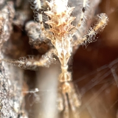 Stenolemus sp. (genus) at Watson, ACT - 9 Aug 2023