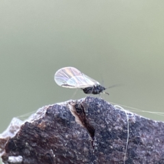 Aphididae (family) (Unidentified aphid) at Watson, ACT - 9 Aug 2023 by Hejor1