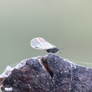 Aphididae (family) at Watson, ACT - 9 Aug 2023