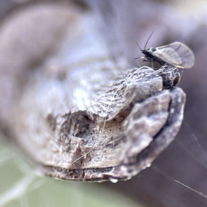 Aphididae (family) at Watson, ACT - 9 Aug 2023