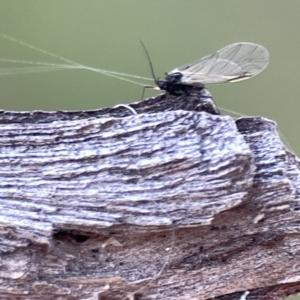 Aphididae (family) at Watson, ACT - 9 Aug 2023