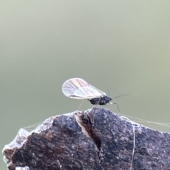 Aphididae (family) at Watson, ACT - 9 Aug 2023