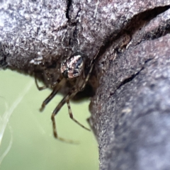 Cryptachaea veruculata (Diamondback comb-footed spider) at Watson Green Space - 9 Aug 2023 by Hejor1