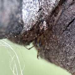 Cryptachaea veruculata at Watson, ACT - 9 Aug 2023