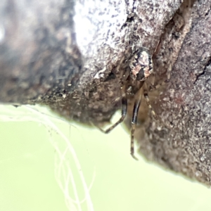 Cryptachaea veruculata at Watson, ACT - 9 Aug 2023