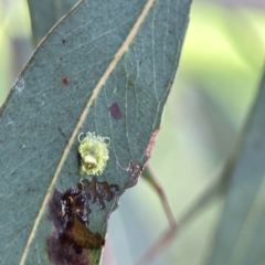 Glycaspis sp. (genus) (Unidentified sugary lerp) at Watson Green Space - 9 Aug 2023 by Hejor1