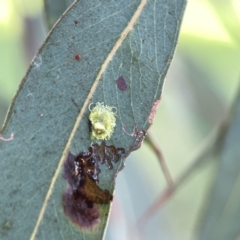 Glycaspis sp. (genus) at Watson, ACT - 9 Aug 2023