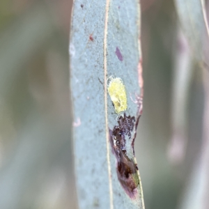 Glycaspis sp. (genus) at Watson, ACT - 9 Aug 2023