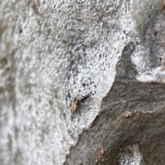 Iridomyrmex sp. (genus) (Ant) at Watson, ACT - 9 Aug 2023 by Hejor1