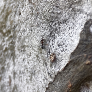 Iridomyrmex sp. (genus) at Watson, ACT - 9 Aug 2023 03:07 PM