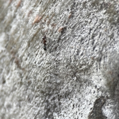 Iridomyrmex sp. (genus) at Watson, ACT - 9 Aug 2023