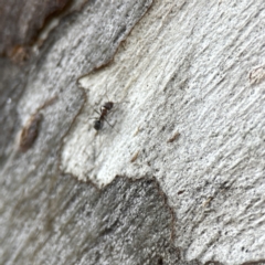 Iridomyrmex sp. (genus) at Watson, ACT - 9 Aug 2023 03:07 PM