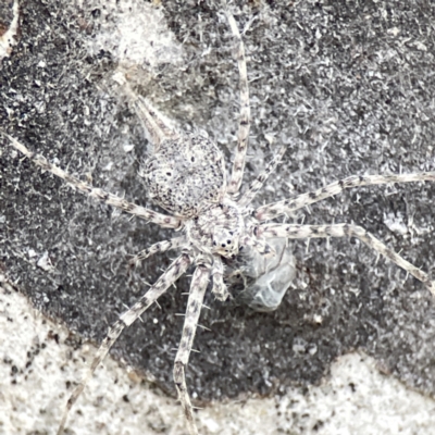 Tamopsis sp. (genus) (Two-tailed spider) at Watson Green Space - 9 Aug 2023 by Hejor1