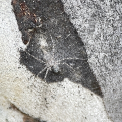 Tamopsis sp. (genus) at Watson, ACT - 9 Aug 2023