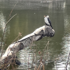 Microcarbo melanoleucos (Little Pied Cormorant) at Watson Green Space - 9 Aug 2023 by Hejor1