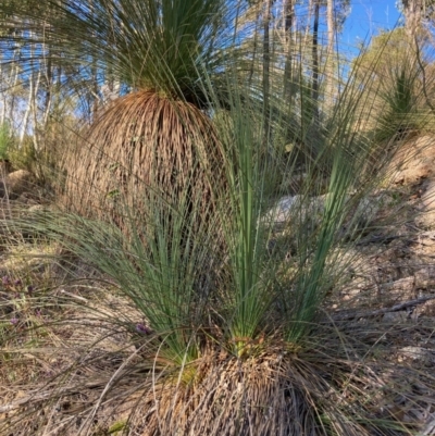 Xanthorrhoea glauca subsp. angustifolia (Grey Grass-tree) at Lower Cotter Catchment - 5 Aug 2023 by NickiTaws