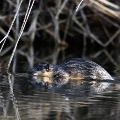 Hydromys chrysogaster (Rakali or Water Rat) at Jerrabomberra Wetlands - 8 Aug 2023 by davidcunninghamwildlife