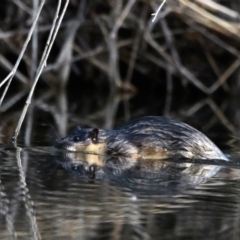 Hydromys chrysogaster (Rakali or Water Rat) at Fyshwick, ACT - 8 Aug 2023 by davidcunninghamwildlife