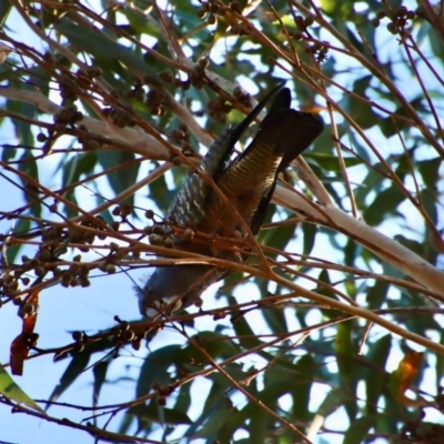 Callocephalon fimbriatum (Gang-gang Cockatoo) at Broulee Moruya Nature Observation Area - 9 Aug 2023 by LisaH