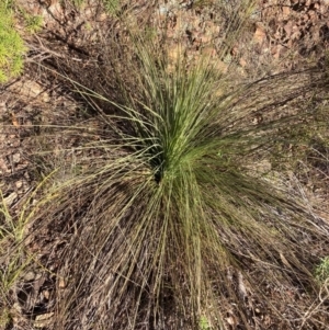 Xanthorrhoea glauca subsp. angustifolia at Cotter River, ACT - suppressed