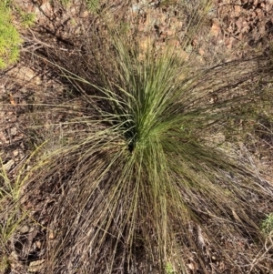 Xanthorrhoea glauca subsp. angustifolia at Cotter River, ACT - 5 Aug 2023
