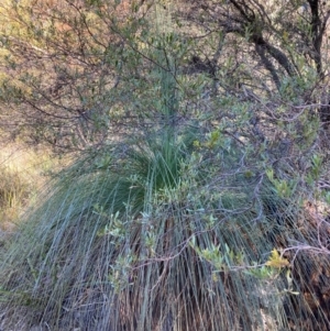 Xanthorrhoea glauca subsp. angustifolia at Cotter River, ACT - 5 Aug 2023