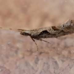 Leuroperna sera (A Plutellid moth) at Moruya, NSW - 9 Aug 2023 by LisaH
