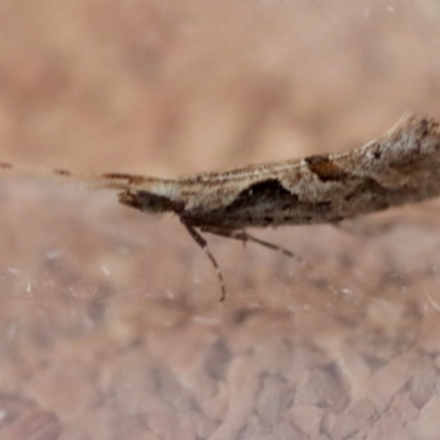 Leuroperna sera (A Plutellid moth) at Moruya, NSW - 9 Aug 2023 by LisaH