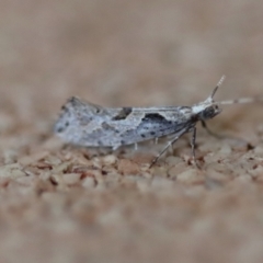 Leuroperna sera at Moruya, NSW - suppressed