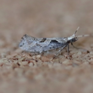 Leuroperna sera at Moruya, NSW - suppressed