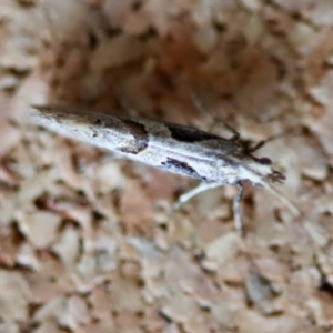 Leuroperna sera at Moruya, NSW - suppressed